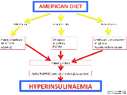 American diet leads to hyperinsulinemia