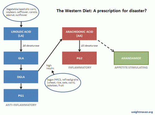 Western diet = inflammation + munchies