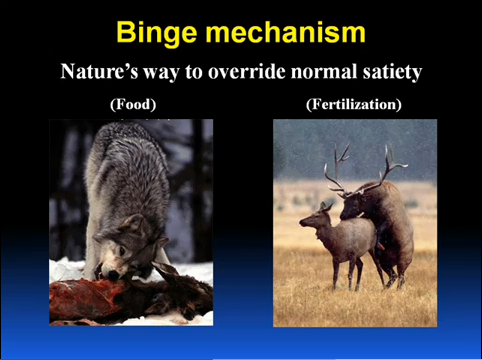 binge mechanism