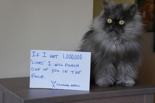 colmeow
