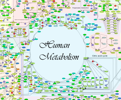 metabolism