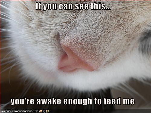 If you can see this...  you're awake enough to feed me