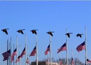 geese in formation